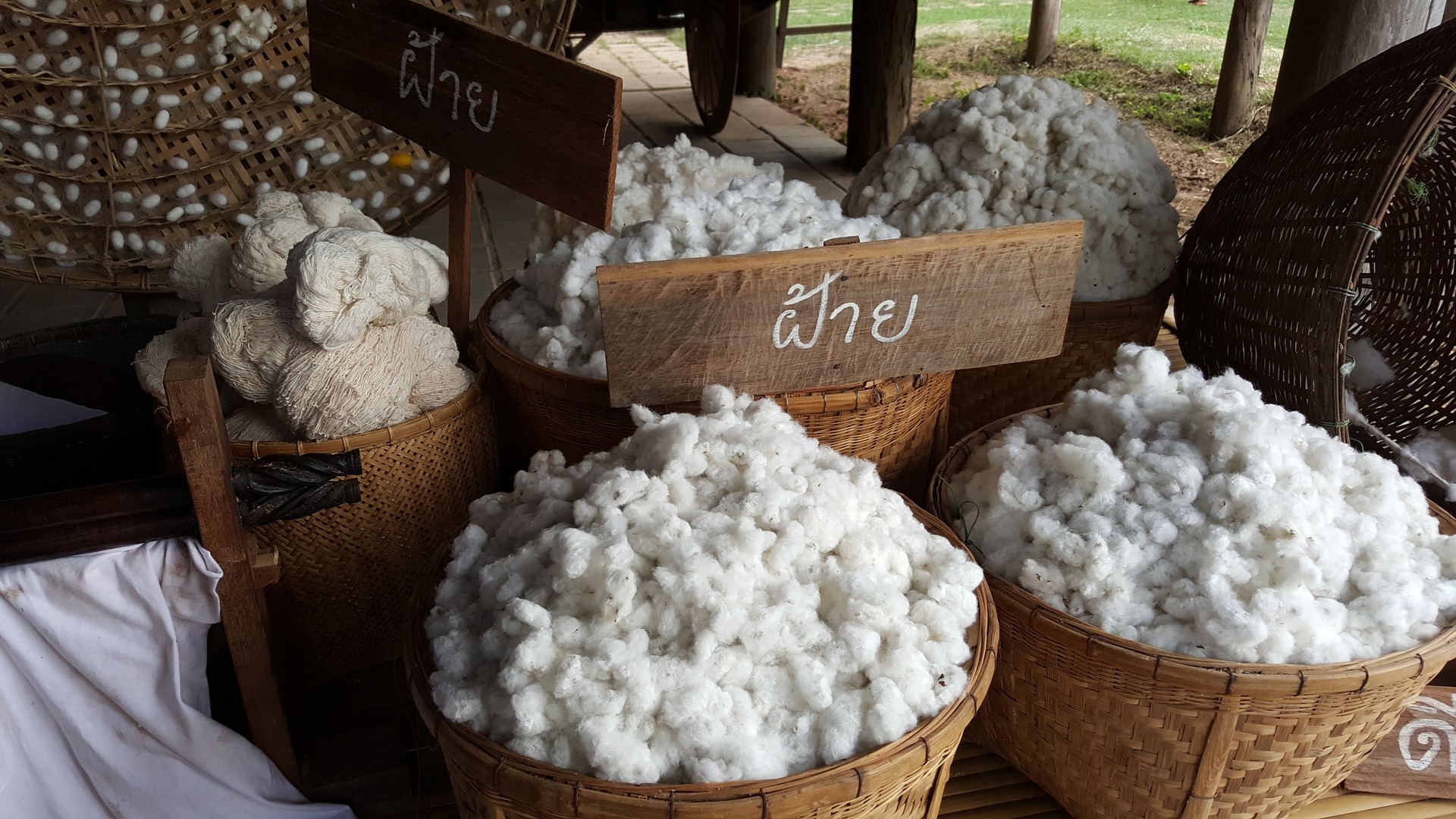 organic cotton in india